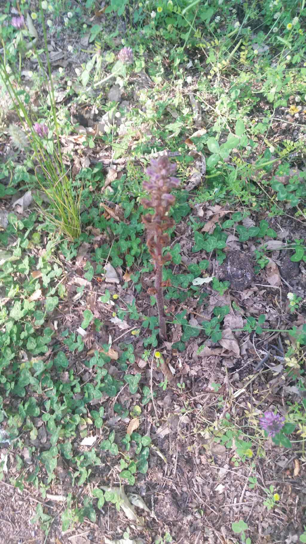 Orobanche minor